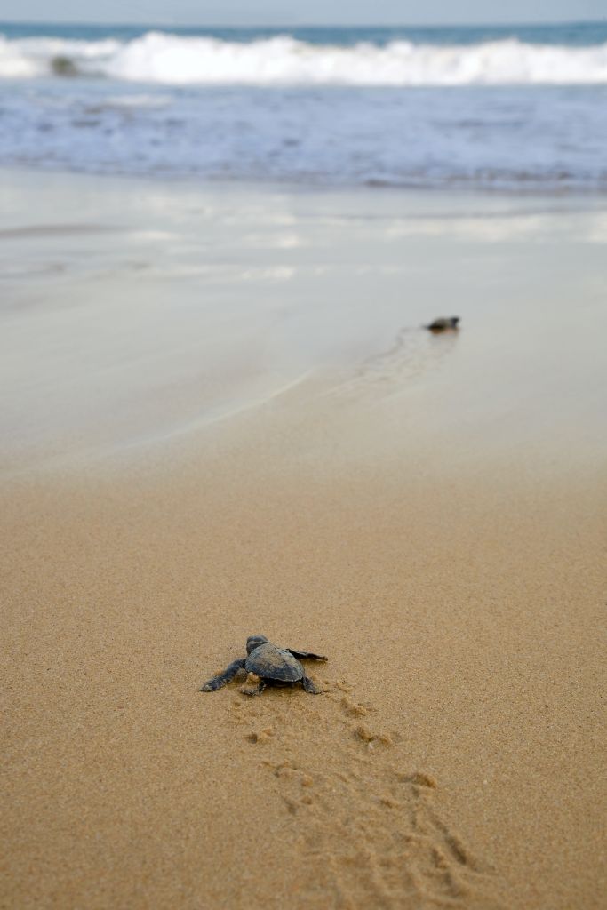 Feel the fear: Loggerhead sea turtle emergence: the turtles emerge in a group and proceed to crawl down the beach to the water